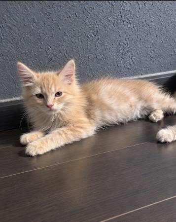 Adorable kitty 1