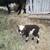 Icelandic Sheep 8 thumbnail