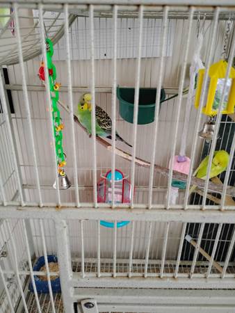 Rehoming parakeets (Bristol)63808856760835123
