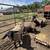 Suffolk Ram Lambs 7 thumbnail