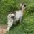 Registered Miniature Silky Fainting (Myotonic) Doe and Kids 13 thumbnail