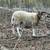 Ewes 3 thumbnail