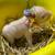 Mini Pigs 4 thumbnail