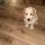 Goldendoodle Pups 22 thumbnail