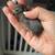 BUTTON QUAIL 6 thumbnail