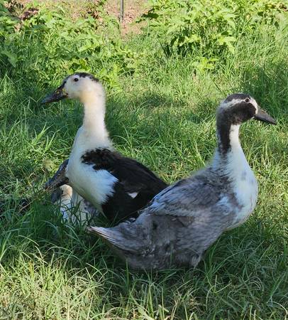 Magpie Ducks 1