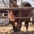 Draft mare bred to a paint gypsy vanner stud 1 thumbnail