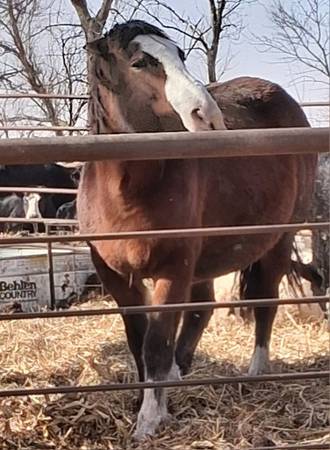Draft mare bred to a paint gypsy vanner stud 1