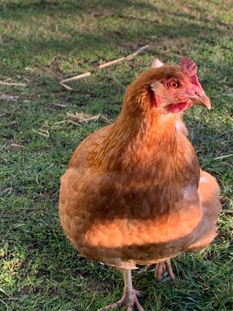 Laying hens: Miller Brown  9 months old 1