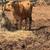 Corriente bred cows 2 thumbnail