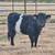Belted Galloway/Highlander 1 thumbnail