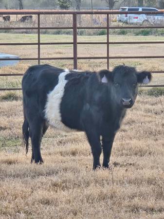 Belted Galloway/Highlander 1