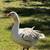 Sebastopol Embden Goslings 1 thumbnail