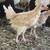 Polish pullets 7 thumbnail