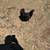 Hatching eggs, roosters and laying hens-Electra, TX 7 thumbnail