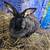 Silver Fox/ New Zealand cross breeds rabbits 1 thumbnail
