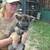 German Shepherd/ Malinois Pups 1 thumbnail