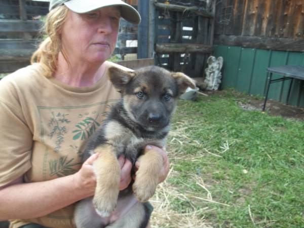 German Shepherd/ Malinois Pups 1