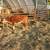 Feeder Cattle 19 thumbnail