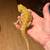 Female Bearded Dragon 1 thumbnail