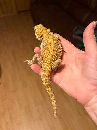 Female Bearded Dragon 1