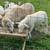 Katahdin Rams 2 thumbnail