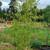 Black Bamboo 1 thumbnail