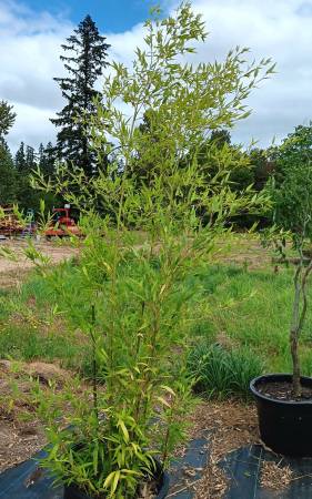 Black Bamboo 1