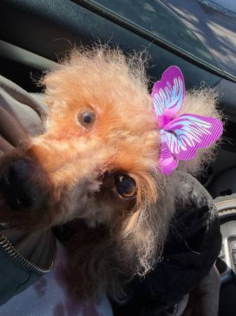 Caniche602882364073594881