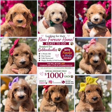 Goldendoodles 1