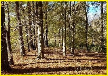 Amazing Lot Sale in Perquimans County 1