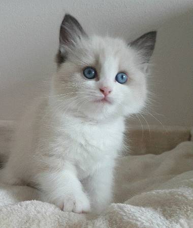 Fluffy Velvet Coat Cat -213 705-509eight 1