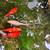 Gold Fish Eggs 4 thumbnail