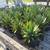 Agave blue glow exotic 2 thumbnail