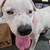 Looking for a driver to transport rescue dogs 3 thumbnail