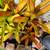 Bromeliads 2 thumbnail