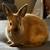 Dwarf rabbits 3 thumbnail