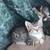 Kittens 3 thumbnail