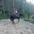 13 yo QH Mare 4 thumbnail