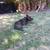 Great dog 1 thumbnail