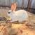 Mini Rex bunnies 2 thumbnail