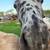 Appaloosa 2 thumbnail