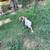 Mini aussie 6 thumbnail