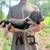 Bluetick / Redbone / Walker pups 11 thumbnail