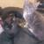 Kitties 3 thumbnail