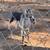 Weaned wether goats 1 thumbnail