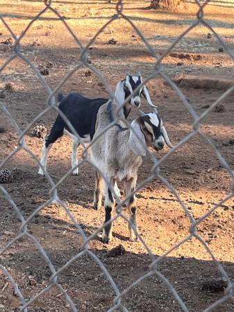 Weaned wether goats 1
