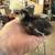 Polish Chicks 4 thumbnail