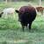 Red Angus Heifer 4 thumbnail
