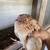Corturnix Quails 3 thumbnail